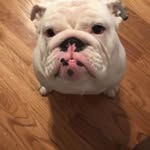 Pat Campion - @dallascowboys22362024 - Instagram