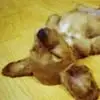 Pat Capo - @pat.capo2 - TikTok