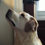 Pat Capra - @pat.capra - Instagram
