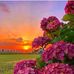 Pat Capria - Facebook