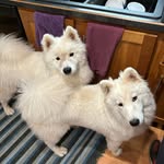 Pat Carlson - @patcsamoyeds - Instagram