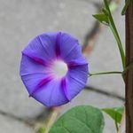 Pat Catlin - @whiterussian57 - Instagram