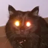 PatPatCato - @patpatcato - TikTok