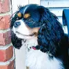 Patronus 🐾❤️ | Dog Friendly - @patronus.cavalier - TikTok