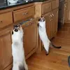 pattisanderscaven - @pattisanderscaven - TikTok