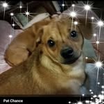 Pat Chance - @pchance32gmailcom - Instagram