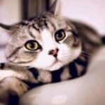 Pat Cheung - @patcc01 - Instagram