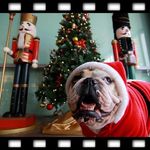 Pat Cheung - @patdeedee - Instagram
