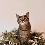 Pat Chiu - @gardeneel38 - Instagram