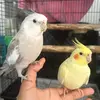 Paty & Pikachu - @paty.pikachu - TikTok