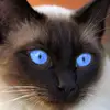 pat cody - @pat.cody - TikTok