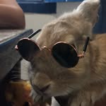 Patolina 🐰 - @pat_coelha - Instagram