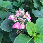 Pat Colley - @pcolley60 - Instagram