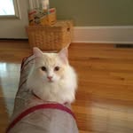 Pat Colonies - @patcolonies - Instagram