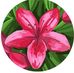 Patricia Colvin - Facebook