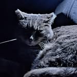 Pat Comeau Ciulka - @patciulka - Instagram