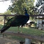 Pat Compton - @forpatc - Instagram