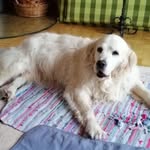 Pat D'Arcy - @patdarcyinst - Instagram