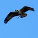 Pat Denney - Facebook