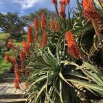 Pat Devaney - @patdsb - Instagram