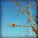 Pat Diamond - @arborist07 - Instagram