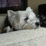 Pat Elliott - @pelliott58 - Instagram