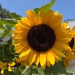 Pat Cleveland - @pat_cleveland - Instagram