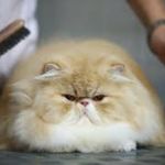 Patricia P. Farrington - @patricia__persian_cat - Instagram