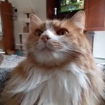 Pat Fleury - @fleury_pat - Instagram