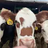 Patricia Flickinger - @patriciaflicking - TikTok