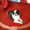Patricia Flintpat - @patricia.flintpat - TikTok