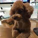 Pat Friedman - @pfflyer100 - Instagram
