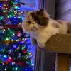 Patchy & Friends 🐈‍⬛🐈 - @patchie.friends - TikTok
