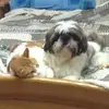 Pat Galea - @pat.galea - TikTok
