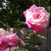 Pat Gann - Facebook