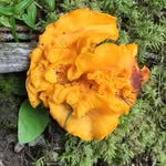 Patrick Garon - @patrick.garon - Instagram