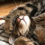 Pat Goodwin - @pa_goodwin - Instagram