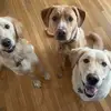 patgoodwin58 - @patgoodwin58 - TikTok