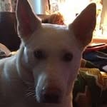 Pat Grossmith - @patgrossmith - Instagram