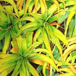 Pat Hahn - @pat.hahn.9 - Instagram