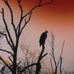 Pat Hanes - Facebook