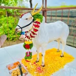 k.D pathare bailgada sangtna markal - @kd_pathare_bailgada_sangatna - Instagram