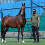 Pathare Stud Farm🐴 - @pathare_stud_farm_ - Instagram