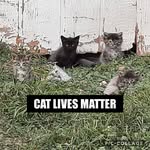 Pat Harn - @peppermintpmh - Instagram