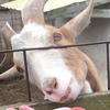 Pat Hayden - @frostedanimalcrackars - TikTok