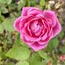 Pat Haynes - Facebook
