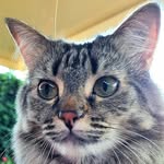 Pat Hobson - @catladyhh24 - Instagram