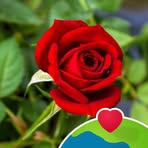 Pat Holder - Facebook