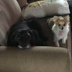 Pat Joyner - @bramblerose69 - Instagram
