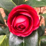 Pat Joyner - Facebook